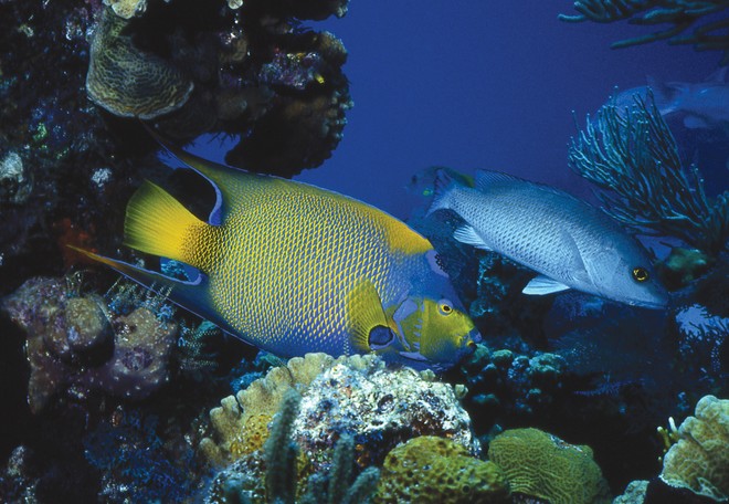 One of the things we love about cruising in the Bahamas is the pristine conditions of the reefs and the incredibly clear water where you can see colourful and interesting marine life such as this Queen Angelfish and Mahogany Snapper. © Canadian Yachting (SWCC)